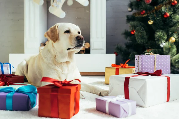 Labrador liegt neben bunten Geschenken und Weihnachtsbaum im geschmückten Wohnzimmer — Stockfoto
