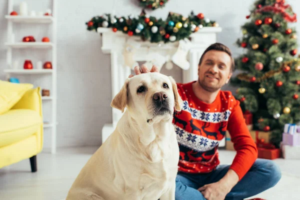 Labrador perto do homem em suéter e árvore de natal no fundo borrado — Fotografia de Stock