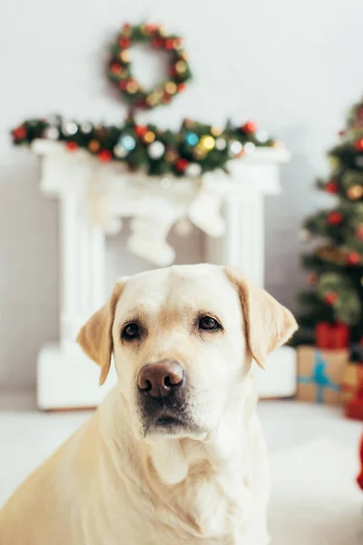 Labrador em apartamento decorado natal no fundo borrado — Fotografia de Stock