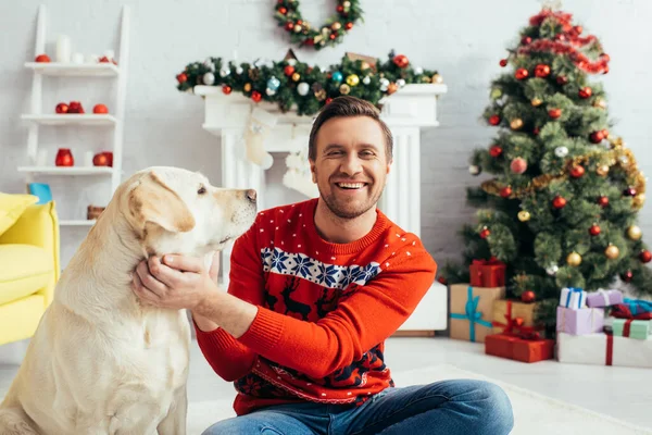 Cheerful man in red sweater cuddling labrador near christmas tree — Stock Photo
