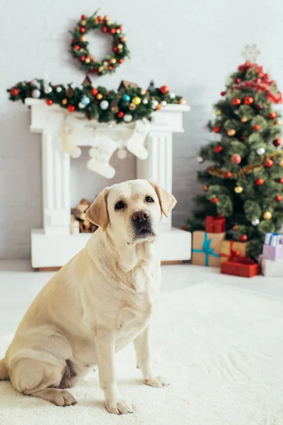 Лабрадор смотрит в камеру возле рождественской елки и камина — стоковое фото