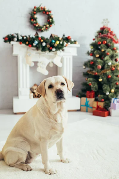 Labrador olhando para a câmera perto de árvore de natal e lareira — Fotografia de Stock