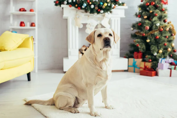 Labrador sitzt in dekoriertem Wohnzimmer in der Nähe von Weihnachtsbaum und Kamin — Stockfoto