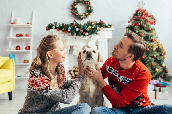 Pleased couple in sweaters cuddling labrador in decorated apartment on christmas — Stock Photo