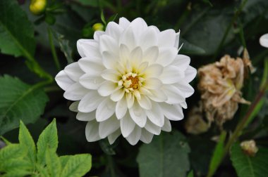 şehir bahçe beyaz çiçek