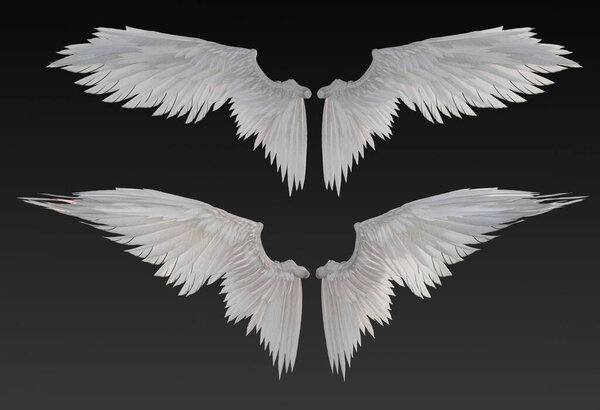 3D Render Illustration of White Wings Feathers Isolated against a Dark Background
