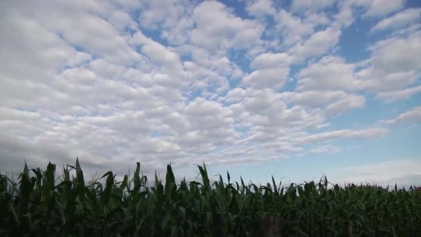 Cielo Sobre Campo Maíz — Vídeo de stock