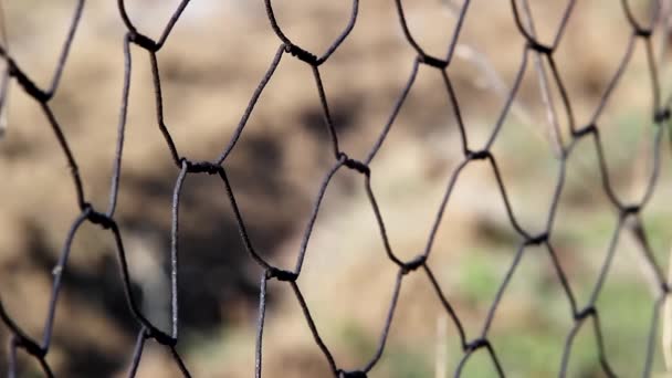 Video Rusty Grid Fence — Stock Video