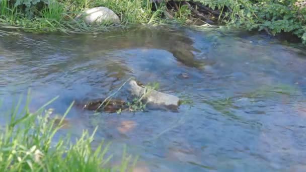 Βίντεο Από Ένα Μικρό Ποτάμι — Αρχείο Βίντεο