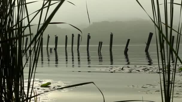 Door Het Water Van Riet — Stockvideo