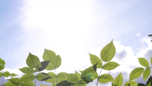 Foglie Albero Alla Luce Del Sole — Video Stock