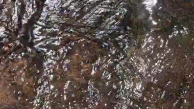ağaç dalı video