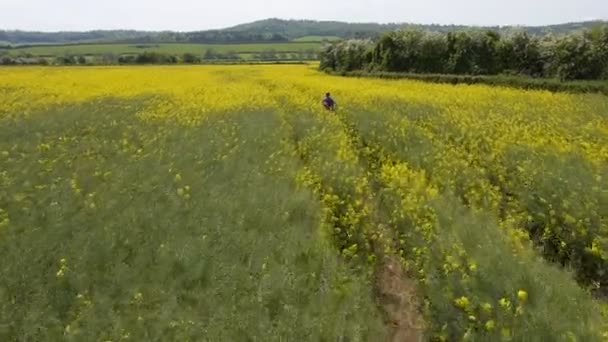 Spaziergänger Rapsfeld — Stockvideo