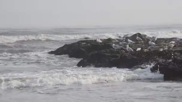 Dalgalar Okyanus — Stok video