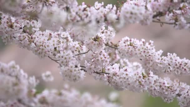 Branco Sakura Soprando Vento — Vídeo de Stock