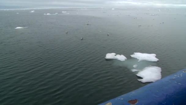 Amplio Tiro Hielo Marino Derretido Con Gaviotas Océano Ártico — Vídeos de Stock