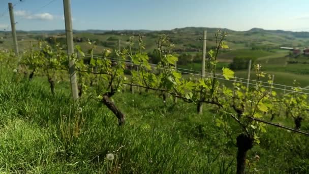 Vidéo Wine Country Pan — Video