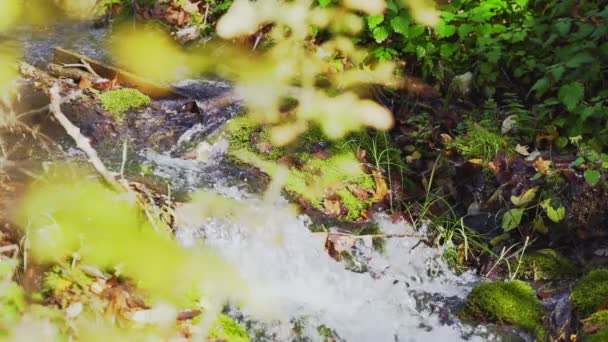 Video Van Bosrijke Creek — Stockvideo