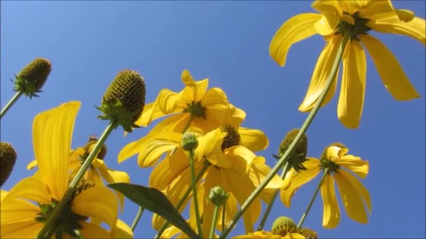 Gula Blommor Och Blå Himmel — Stockvideo