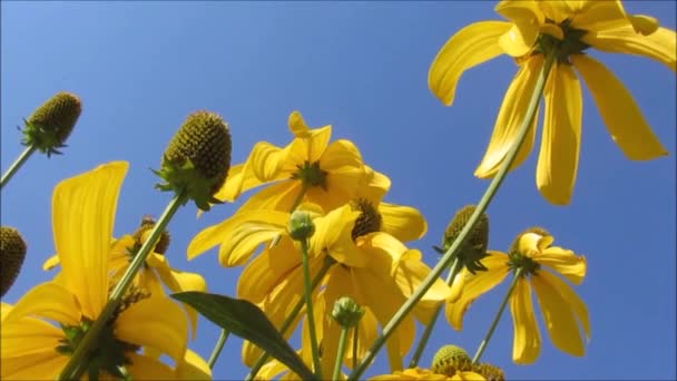 Gele Bloemen Blauwe Lucht Rechtenvrije Stockvideo