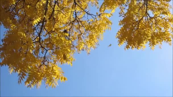 Hojas Amarillas Bajo Cielo Despejado — Vídeos de Stock