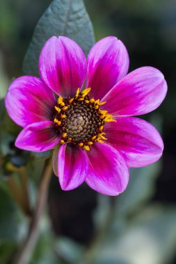 Karanlık seedhead ile derin pembe çiçek yaprakları, koyu arka plan karşı canlı kapatın