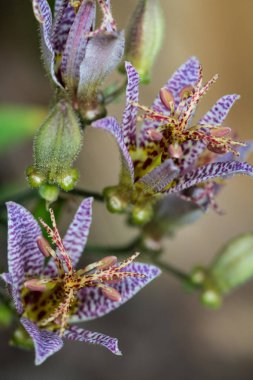Tricyrtis Formosana ile muhteşem işaretleri blooms yaz sıcağında benekli.