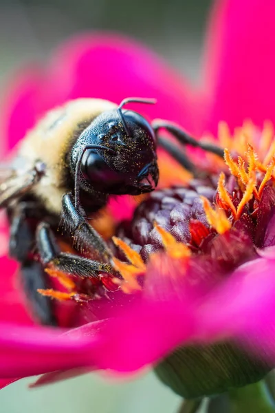 Detail Tohoto Carpenter Bee Jak Vklady Pylu Fuchsiovou Kosmos — Stock fotografie
