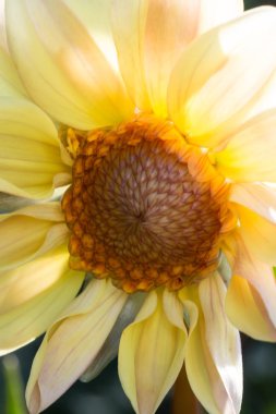 Yumuşak renkler ve güneş yaprakları ile