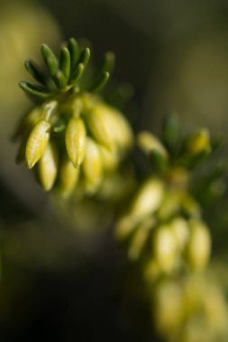 Noel ağacı bahar eğitim