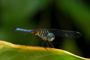 Süper yakın keskin bir mavi gözlü ejderha görünümü