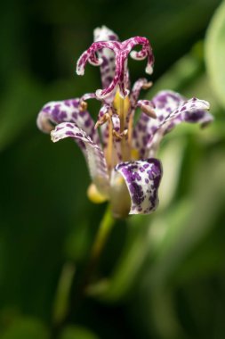 Bu orkide çiçeği ekranda gibi karmaşık yapısı