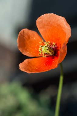 Canlı çiçek sabah ışığı yakalar