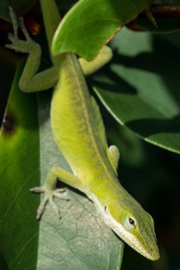 Utangaç avcılık kertenkele kamufle karşı yaprak yeşil