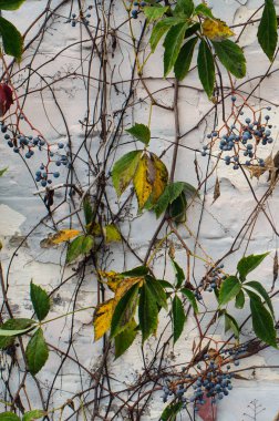 Doğa bu sıkıntılı kentsel peyzaj reclaims