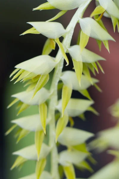 Buds create pattern in soft light