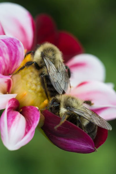 Two bees working together on a flower