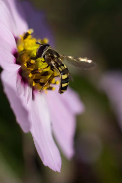 Jaskrawo Kolorowe Bee Camoflages Przeciwko Seedhead Żółty — Zdjęcie stockowe