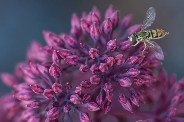 Desert Black Sedum Pszczoła — Zdjęcie stockowe