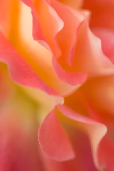 一朵花的精致柔和的柔和的颜色 — 图库照片
