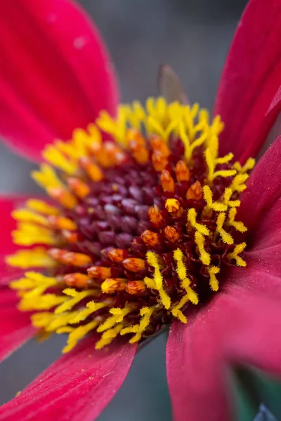 Seedhead Gerbera Daisy — Stock Photo, Image