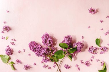 Mor Lila çiçek açan dalları üzerinde pembe pastel arka plan bahar. Tatil ya da düğün tebrik kartı. Uzay kopyalayın. Çiçek arka plan. Tonlu görüntü