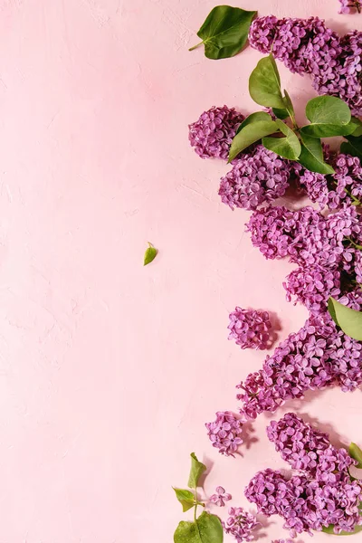 Primavera Viola Lilla Fioritura Rami Sfondo Rosa Pastello Biglietto Auguri — Foto Stock