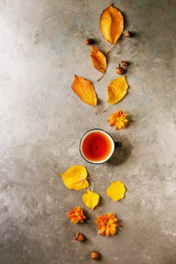 Sarı sonbahar tarafından dekore edilmiş sıcak çay yaprakları, aster çiçek ve meşe palamutları gri doku arka plan üzerinde. Düz lay, alan. Mevsimlik arka plan.