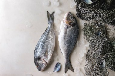 İki Raw pişmemiş çipura veya eski deniz balık ağlarına ve kabukları ile buzda dorado balık beyaz mermer arka plan üzerinde bitti. Yat, alanı Kopyala. Pişirme kavramı