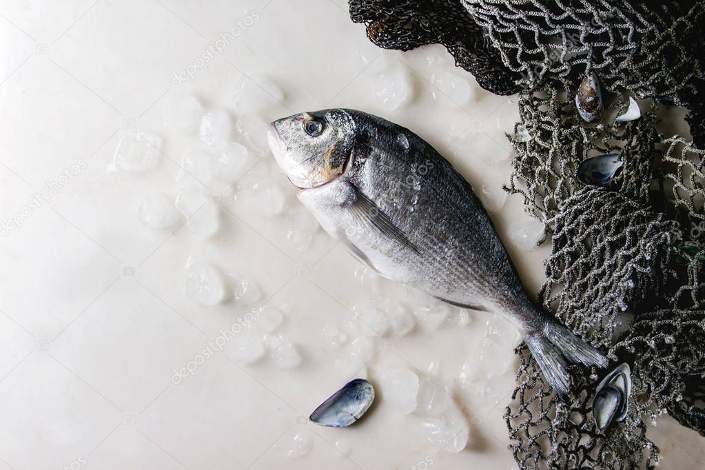 Raw uncooked gutted sea bream or dorado fish on ice with old sea fishing nets and shells over white marble background. Flat lay, copy space. Cooking concept