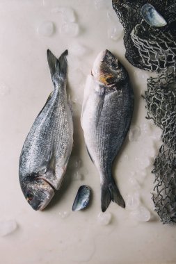 İki Raw pişmemiş çipura veya eski deniz balık ağlarına ve kabukları ile buzda dorado balık beyaz mermer arka plan üzerinde bitti. Yat, alanı Kopyala. Pişirme kavramı