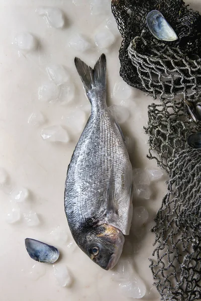 Peixes Crus Eviscerados Sargo Dorado Gelo Com Redes Pesca Mar — Fotografia de Stock