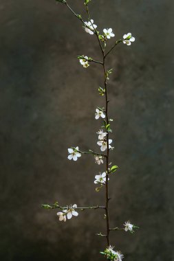 Üzerinde karanlık doku arka plan bahar beyaz armut çiçek açan şube. Bahar ruh. Bayan gün tatil tebrik kartı