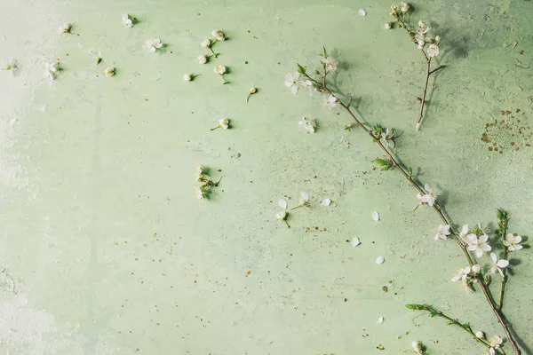 Primavera Bianco Pera Fioritura Rami Sfondo Verde Pastello Biglietto Auguri — Foto Stock